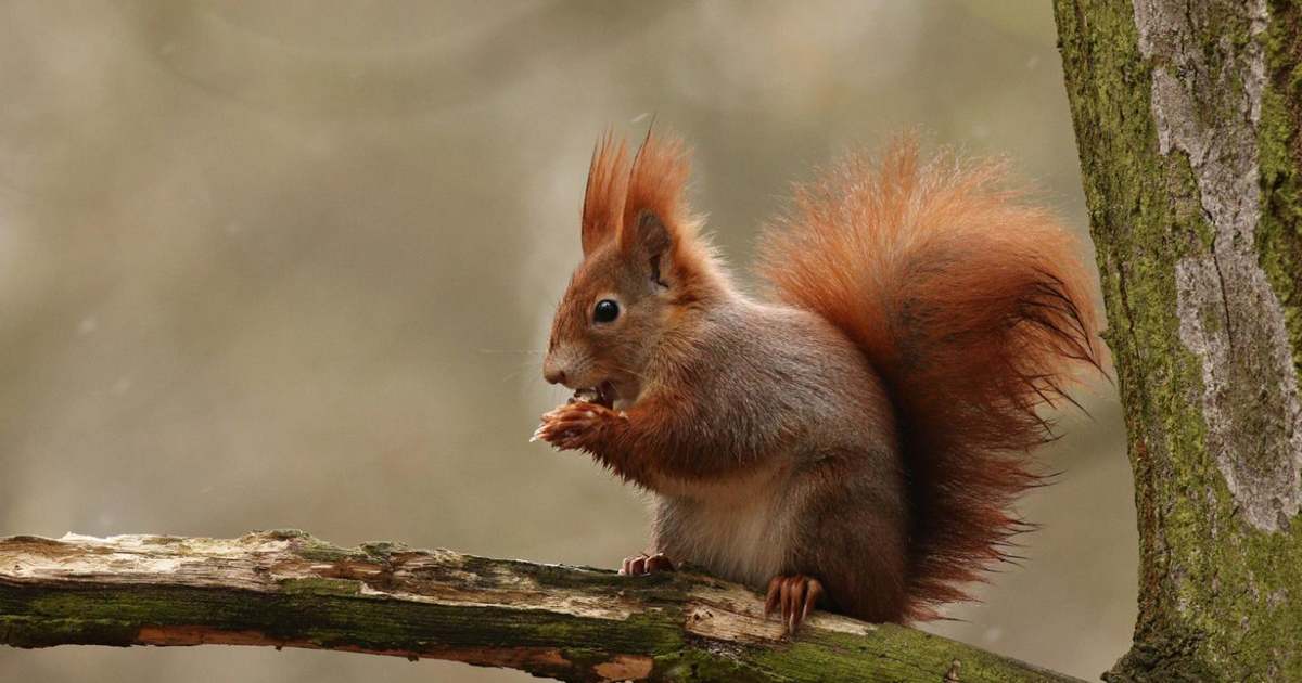 Tudtad, hogy a mókus ? - Kisemlős fajok Mi a mókusok látványa