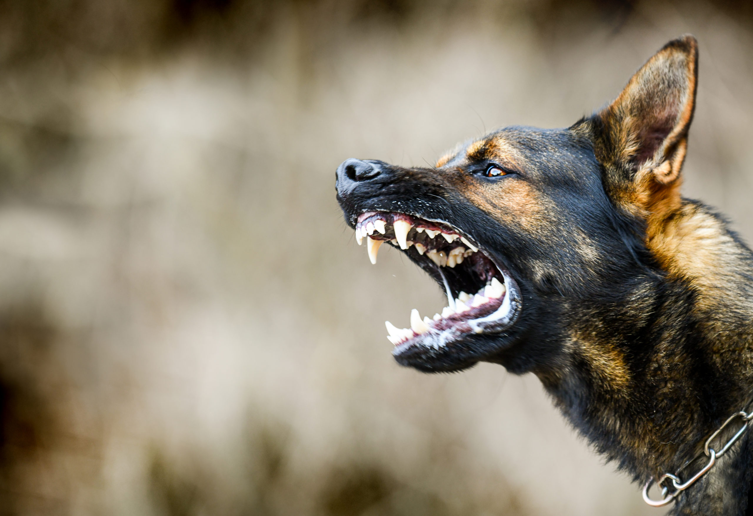 Sokkoló pillanatok: öt kutya támadt rá egy kislányra Miskolcon