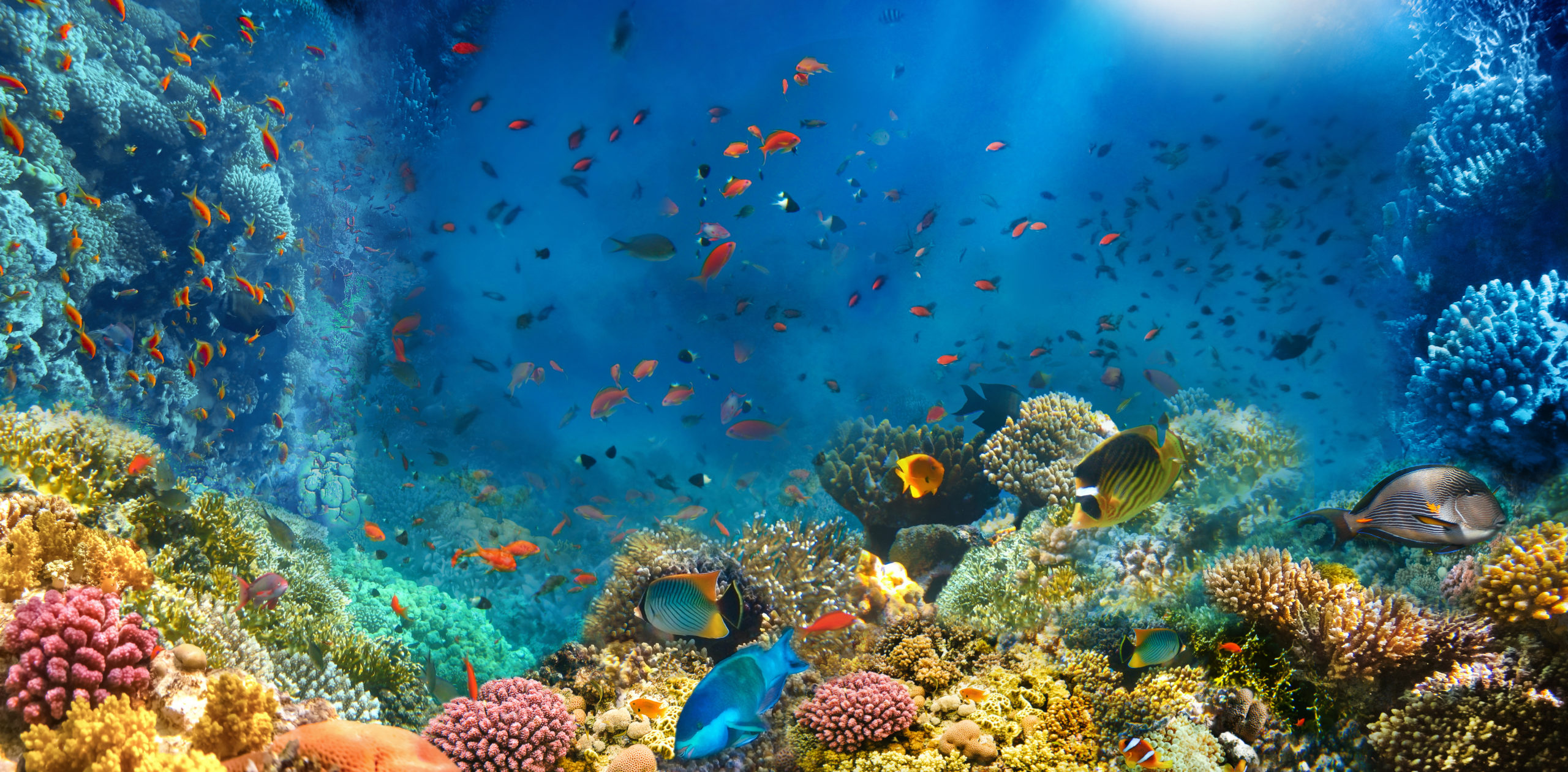 Megkezdődött a korallok rendkívül látványos szaporodása (képek)